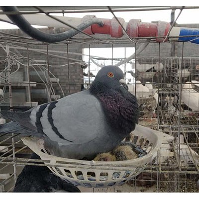 肉鸽种鸽,灰王种鸽养殖场推荐笼养肉鸽的诀窍