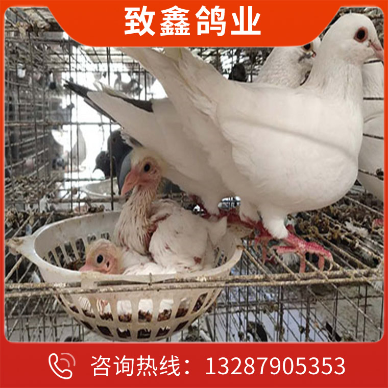 致鑫-白玉王种鸽养殖场