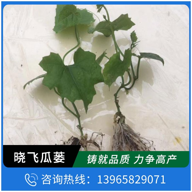 优质瓜蒌种植基地生产厂家_瓜蒌种苗_推荐产品_产品中心_网商网