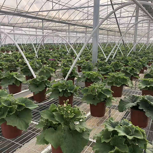 毫州出菇網格架 毫州出菇網格架