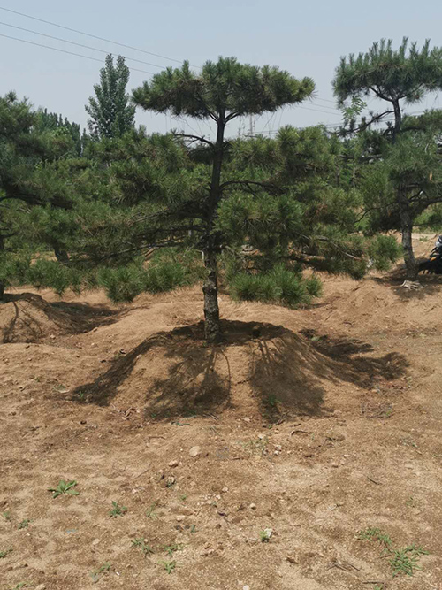 利川黑松 利川黑松