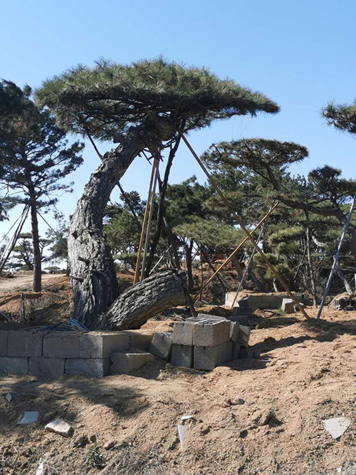 湛江泰山松 湛江泰山松