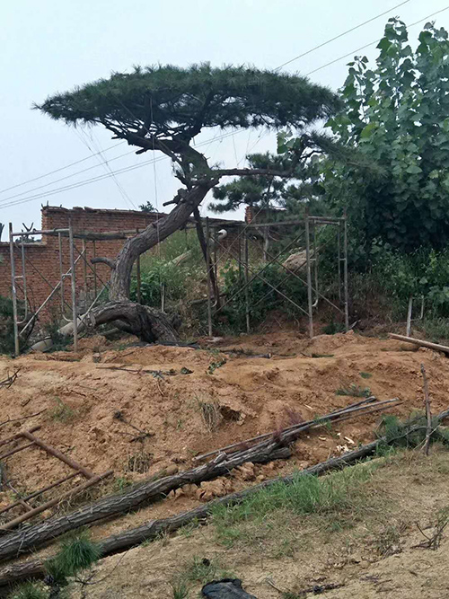 鶴崗平頂松 鶴崗平頂松