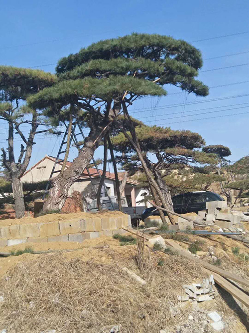 鶴崗平頂松 鶴崗平頂松