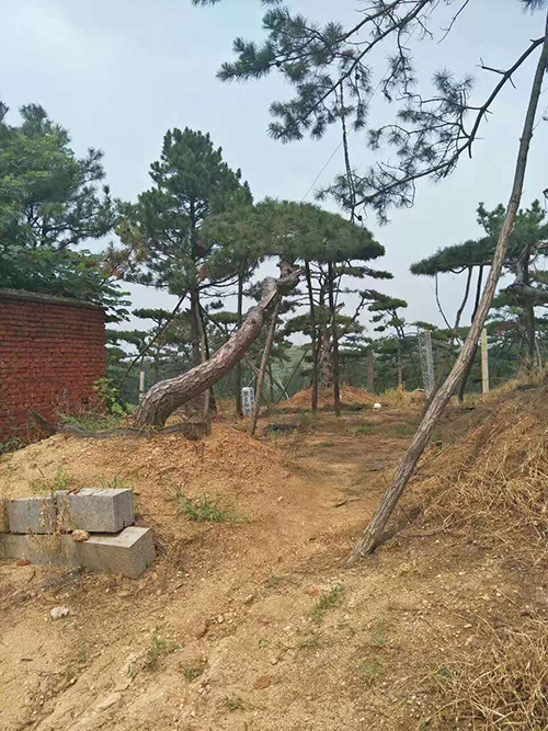 云南油松 云南油松