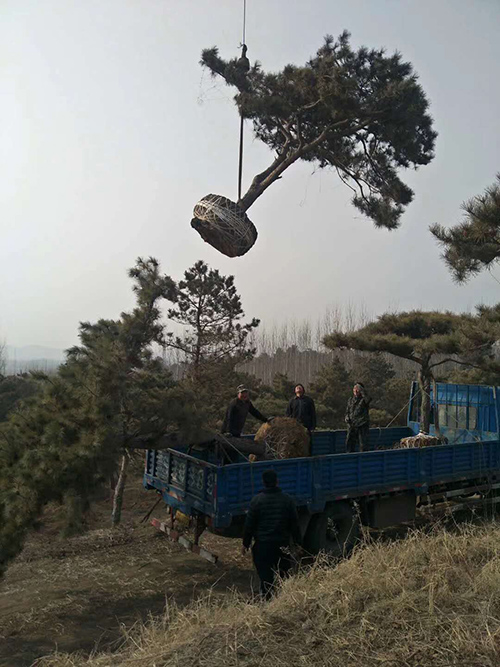 湖州造型油松 湖州造型油松