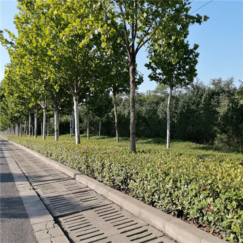 洛陽洛龍區公園養護 洛陽洛龍區公園養護