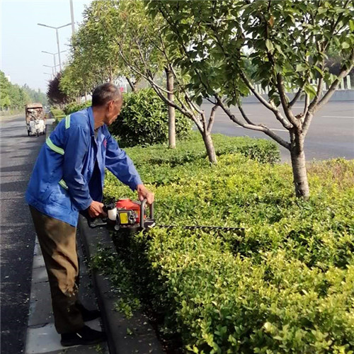 洛陽洛龍區綠化維護 洛陽洛龍區綠化維護