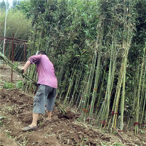 伊濱區花園修剪 伊濱區花園修剪