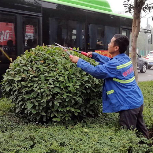 洛陽西工區綠化維護 洛陽西工區綠化維護