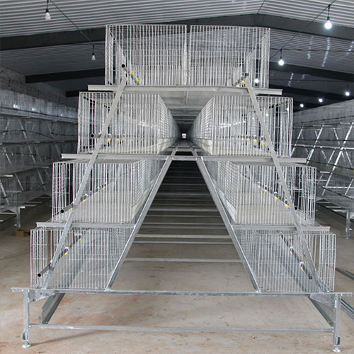 福建蛋雞籠 福建蛋雞籠
