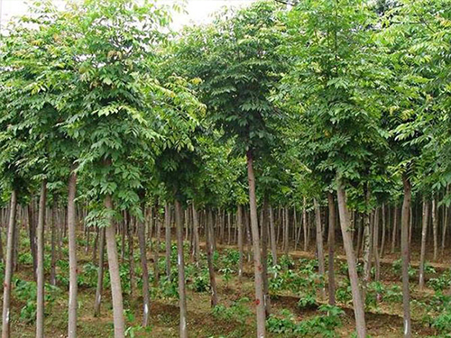云南雪松種植基地 云南雪松種植基地