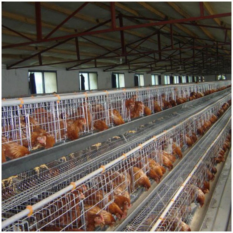 牧童养殖厂家直供蛋鸡笼养设备，层叠式蛋鸡笼